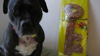 Michael Vick's Dog Receives Key To The City